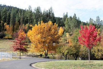 Autumn Colors