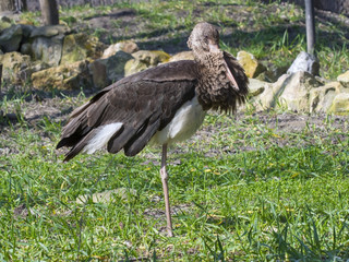 Black stork (Ciconia nigra)