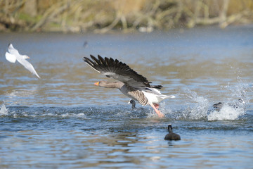 Greylag Goose, Anser anser