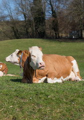 Kuh beim Wiederkauen