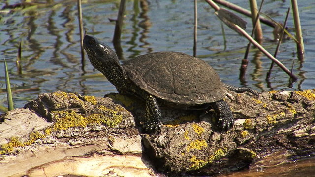 European pond turtle sitting on a trunk tree in water in marsh