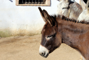 adult mule