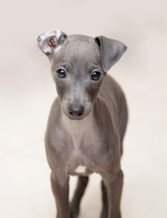 Italian greyhound puppy © igartist