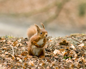 Red Squirrel
