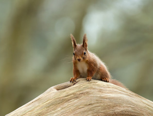 Red Squirrel on Log
