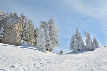 Obraz premium Ski slope and snow covered trees