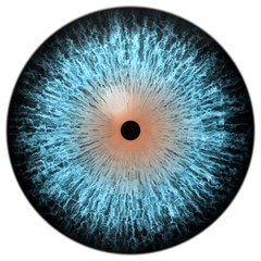 Strange eye of dangerous animal with colored iris. Detail view