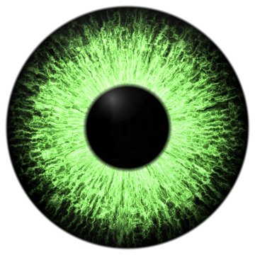 Strange eye of dangerous animal with colored iris. Detail view