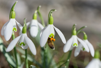 Bee in snowdrop