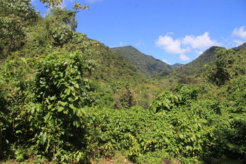 Guadeloupe - Janv 2015 - Domaine de la Grivelière