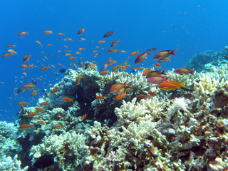 Fototapeta na wymiar coral reef with hard corals and exotic fishes anthias-underwater