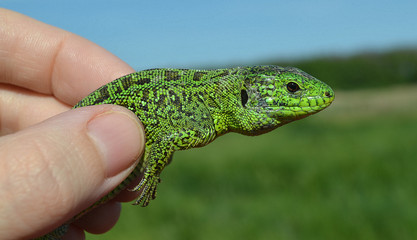 Lizard in a hand.