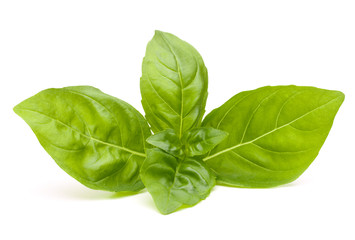 Sweet basil leaves