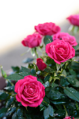 薔薇
