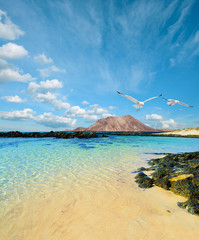 Wild seashore in Fuerteventura - obrazy, fototapety, plakaty