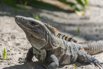 Wild Lizzard at Tulum, traveling Quintana Roo, Mexico.