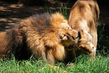The Lion & Lioness Couple