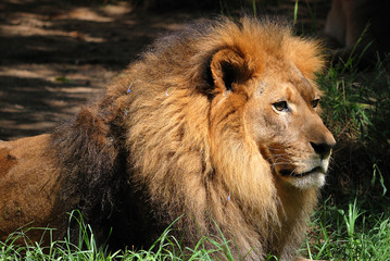 The Lion