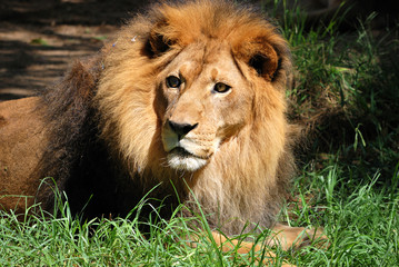The Lion