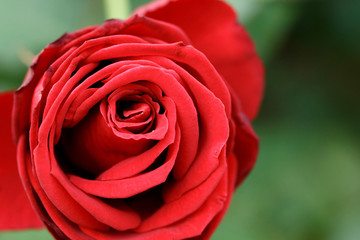 薔薇