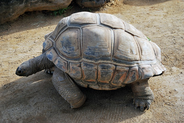 A big turtle moving slowly