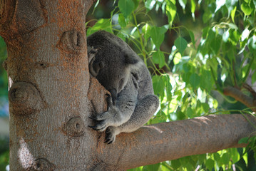 A koala bear is sleeping on the tree