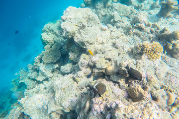 exotic marine life near Maldives island