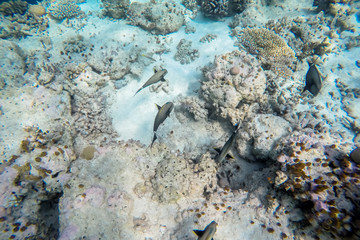 exotic marine life near Maldives island