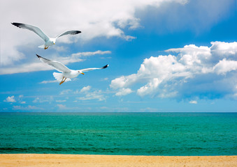 Seagulls over the sea