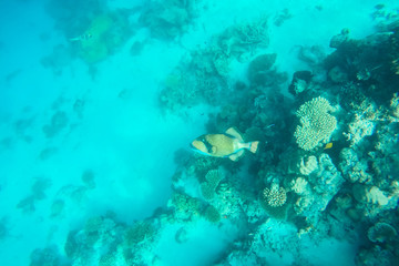 exotic marine life near Maldives island