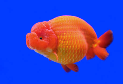 ranchu or lion head goldfish