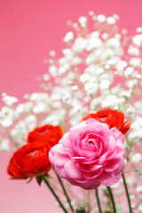 ラナンキュラス