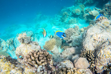 Naklejka na ściany i meble exotic marine life near Maldives island