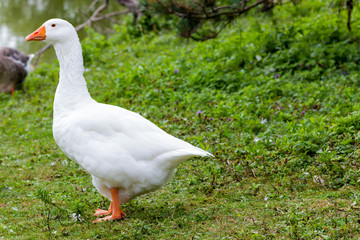 Geese