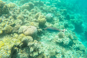 exotic marine life near Maldives island