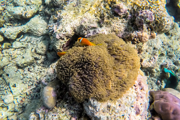 exotic marine life near Maldives island