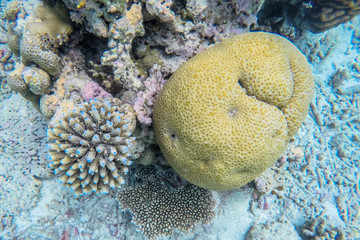 exotic marine life near Maldives island