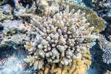 exotic marine life near Maldives island