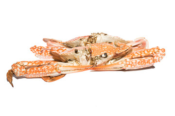 sea crab isolate on white