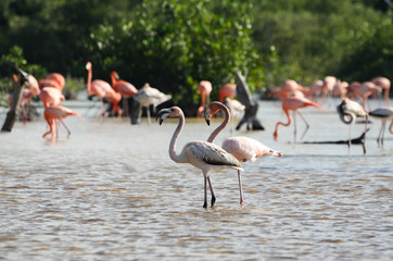 Pink flamingos in their natural habitat