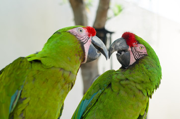 Two Great green macaw parrots