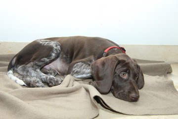 German Shorthaired Pointer puppy