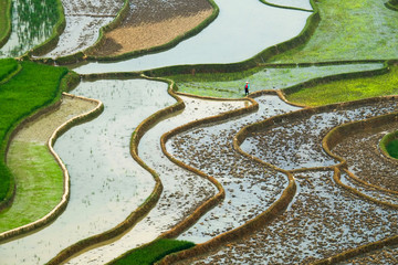 Rice fields on terraced of Mu Cang Chai, YenBai, Vietnam