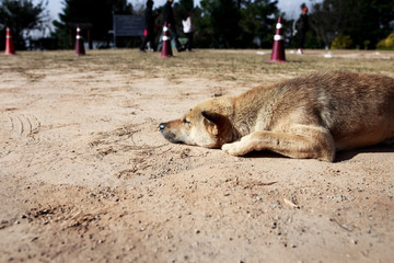 Sunbathe Dog at Countryside