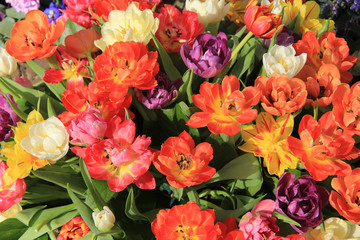 Multicolored tulip bouquet