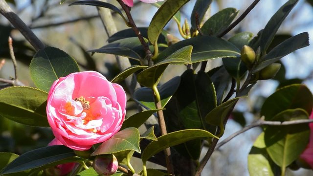 rosa Kamelie mit Biene