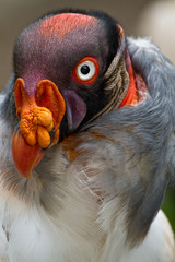 Closeup portrait of vulture in Ecuador