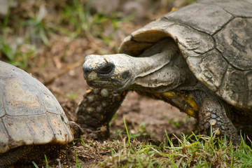 Turtle in Ecuador