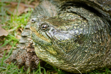 Closeup portrait of turtle's face in the jungle