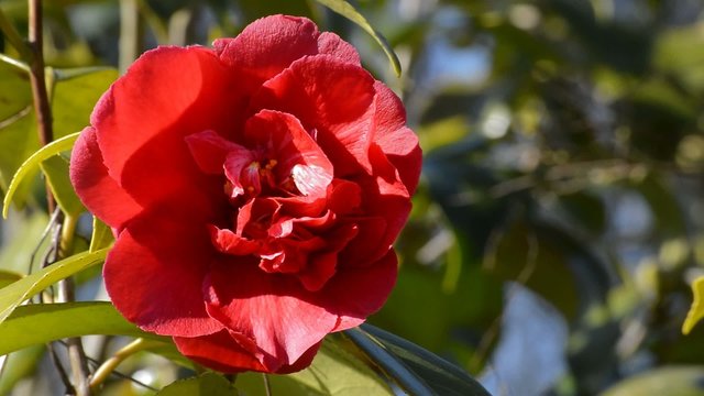 rote Kamelie Camelia japonica mit einer Biene